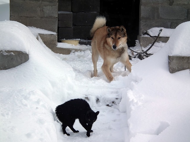 pes a kočka na sněhu