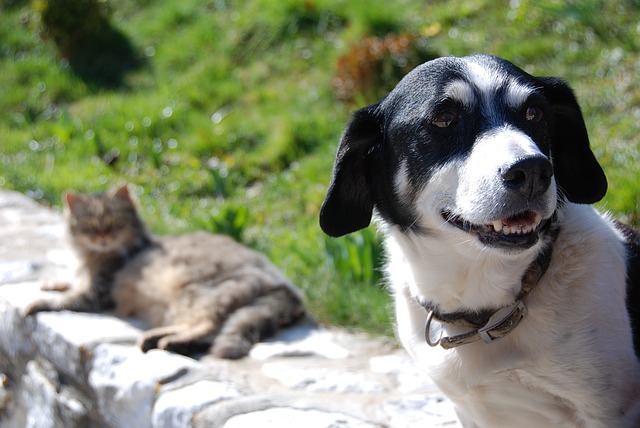 pes a kočka na sluníčku