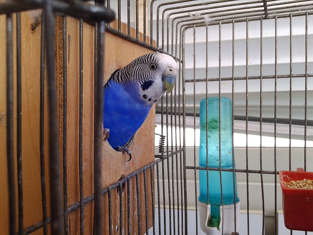 papoušek v kleci